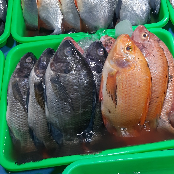 Ikan Nila