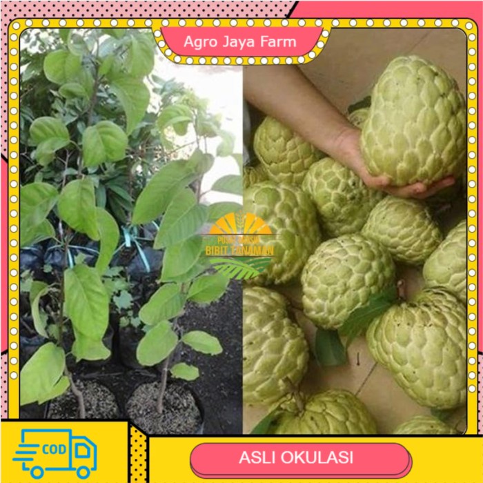 bibit srikaya jumbo