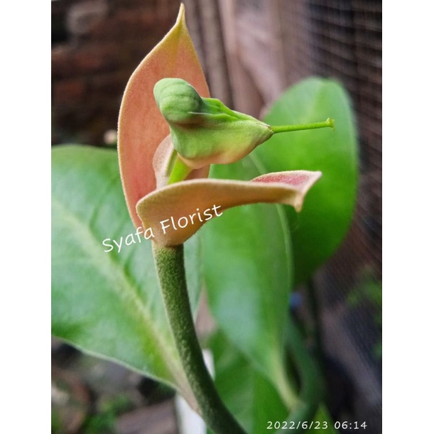 bibit bunga cucak rowo