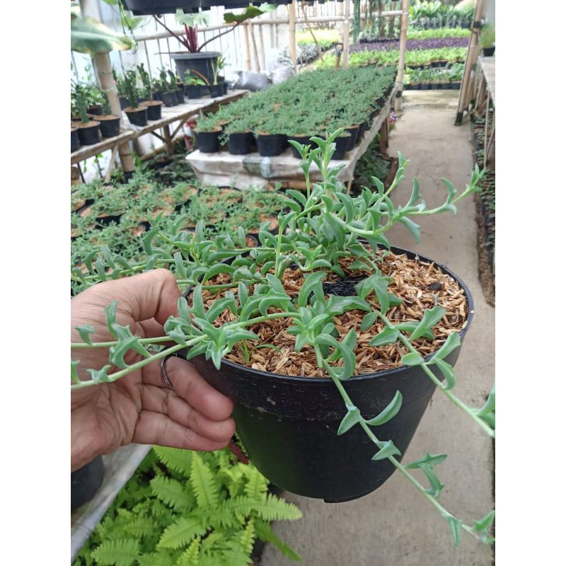 string of dolphins Secullen