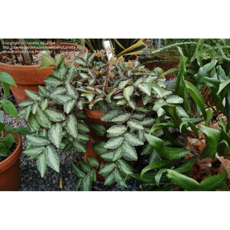 Pellionia Ripens / bunga Gantung