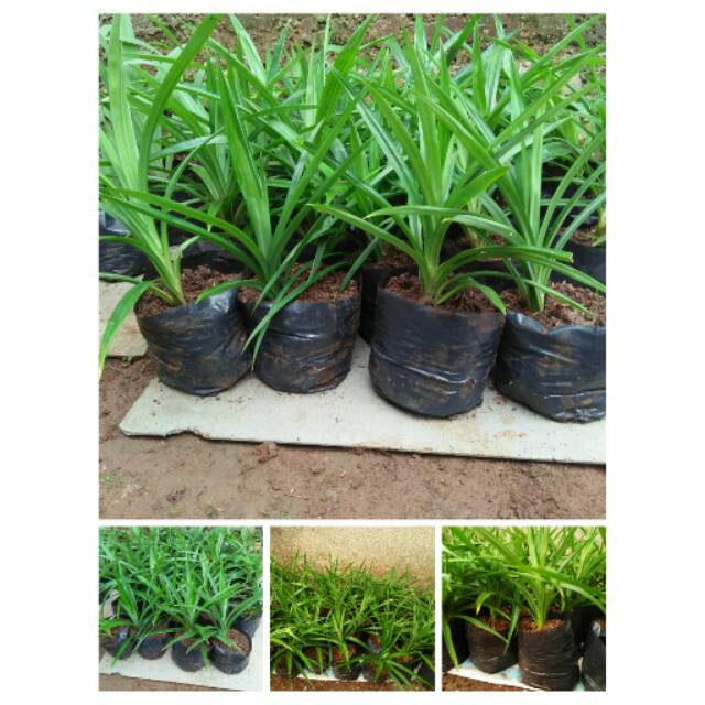 Pohon Pandan Wangi