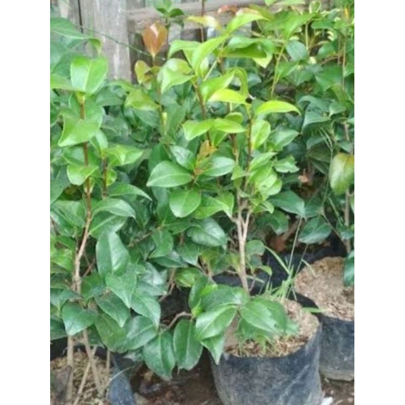 bunga camelia 60 cm terlaris