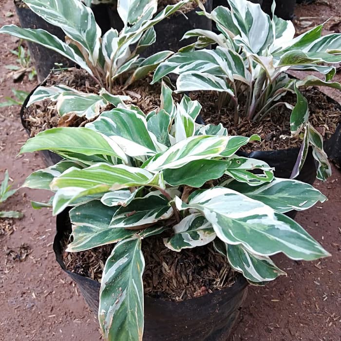 Tanaman Hias Calathea Tissue