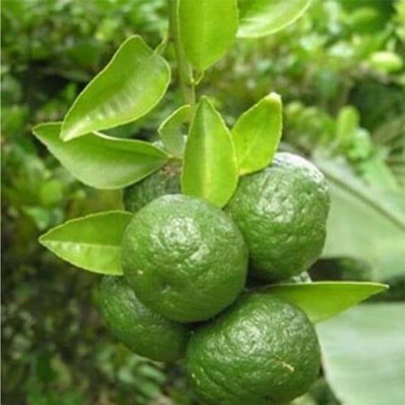 Bibit jeruk limau super original