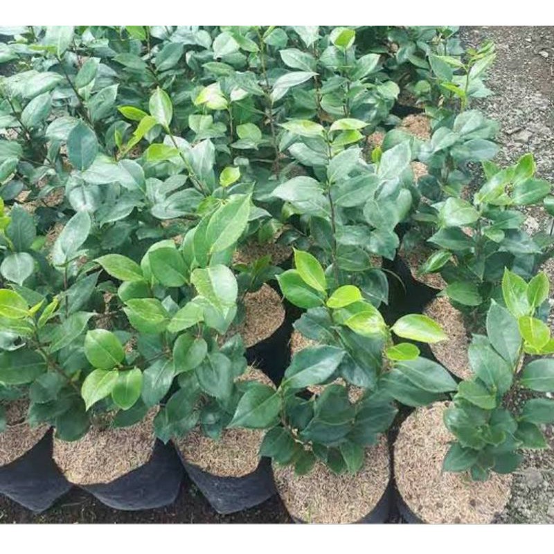 Bunga Camelia murah
