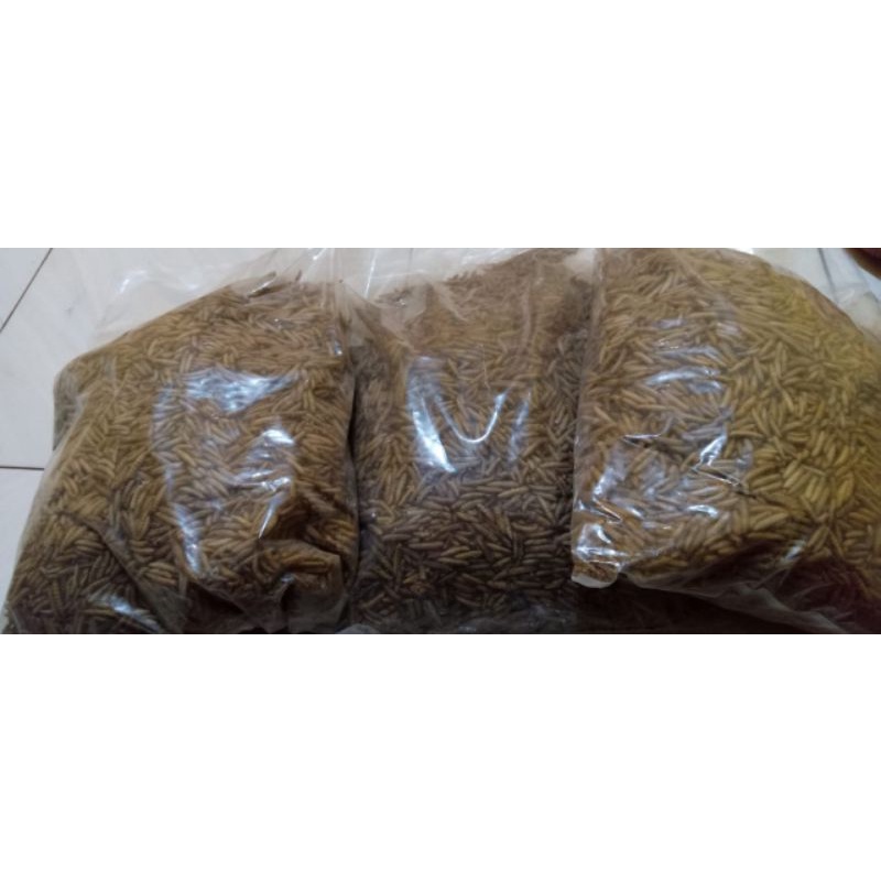 Magot Kering Grade A