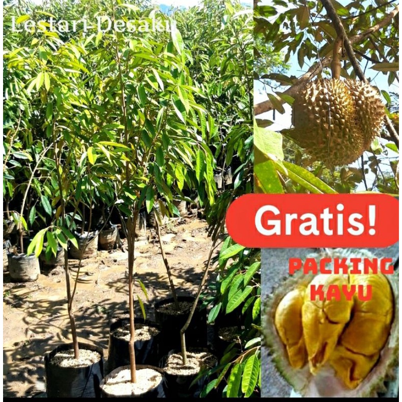 BIBIT DURIAN MONTHONG 1,3 Meter