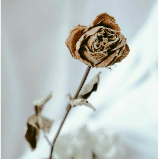 Mawar Kering (Dried roses)