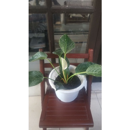philodendron birkin