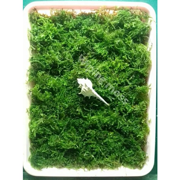 moss weping aquascape