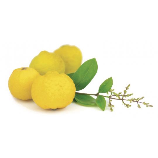 1 Box Zaitun + 1 Box Lemon