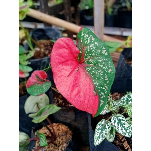 bibit bunga baret