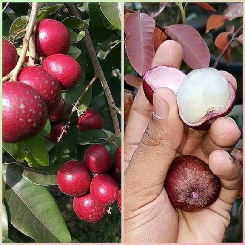 Bibit Kelengkeng Merah siap berbunga