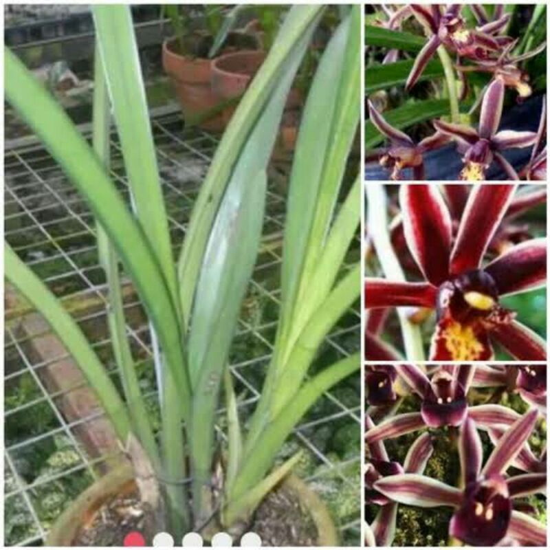 anggrek bicolour
