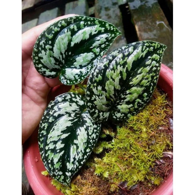 SCINDAFSUS TRI COLOR
