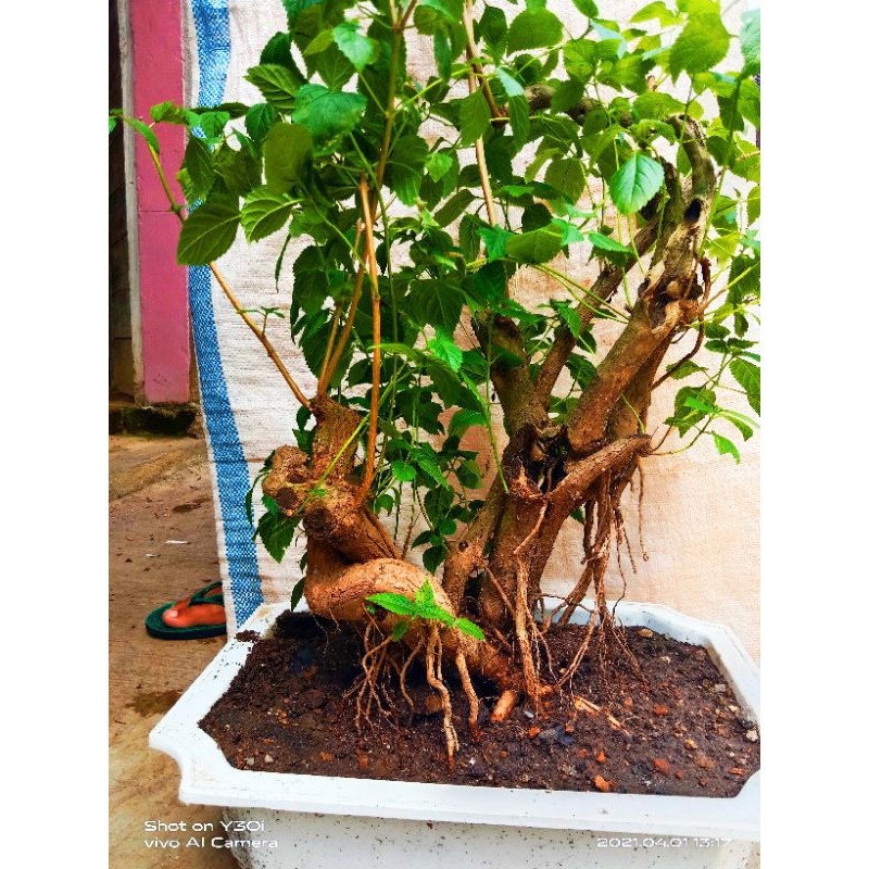 bonsai lantana