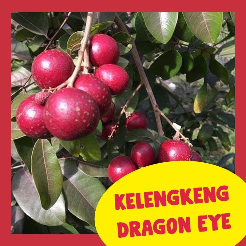 1 Bibit Dragon Eye Longan