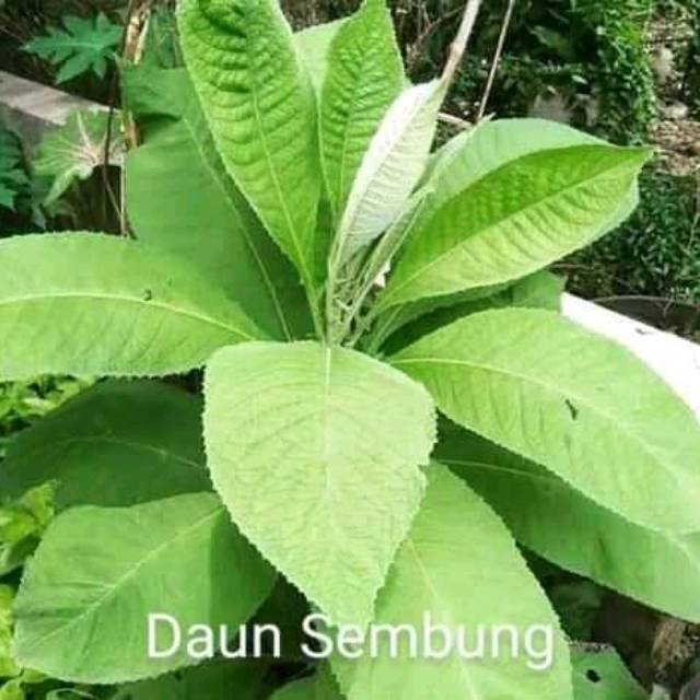DAUN SEMBUNG SEGAR SEHAT MUARH