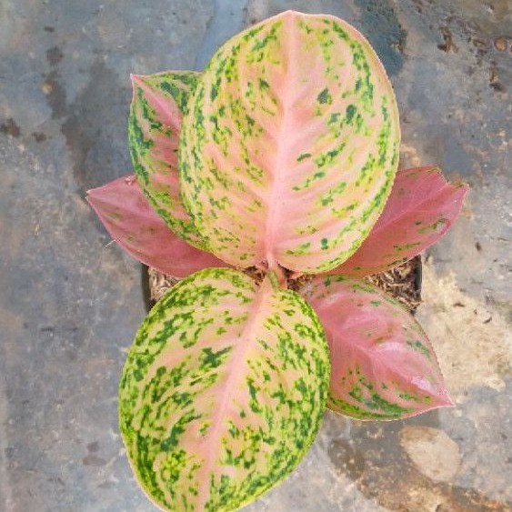Aglonema Gadis