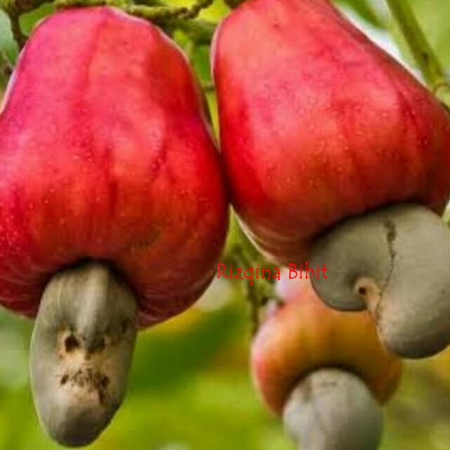 BIBIT POHON JAMBU METE MONYET