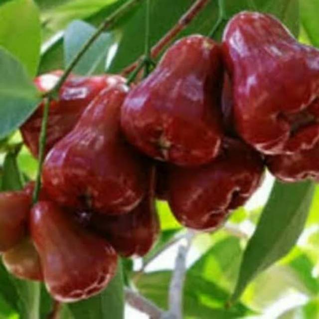 BIBIT JAMBU AIR CINCALO