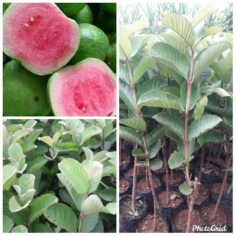 Bibit jambu kristal merah
