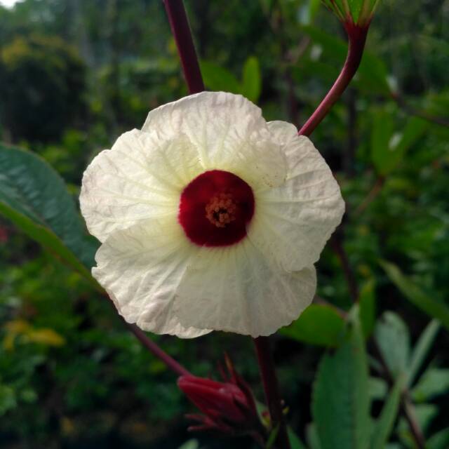 tanaman herbal rosella