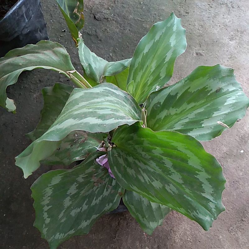 Calathea Merak