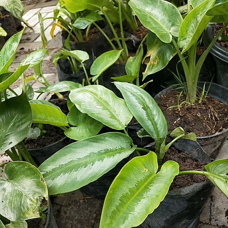 homalomena