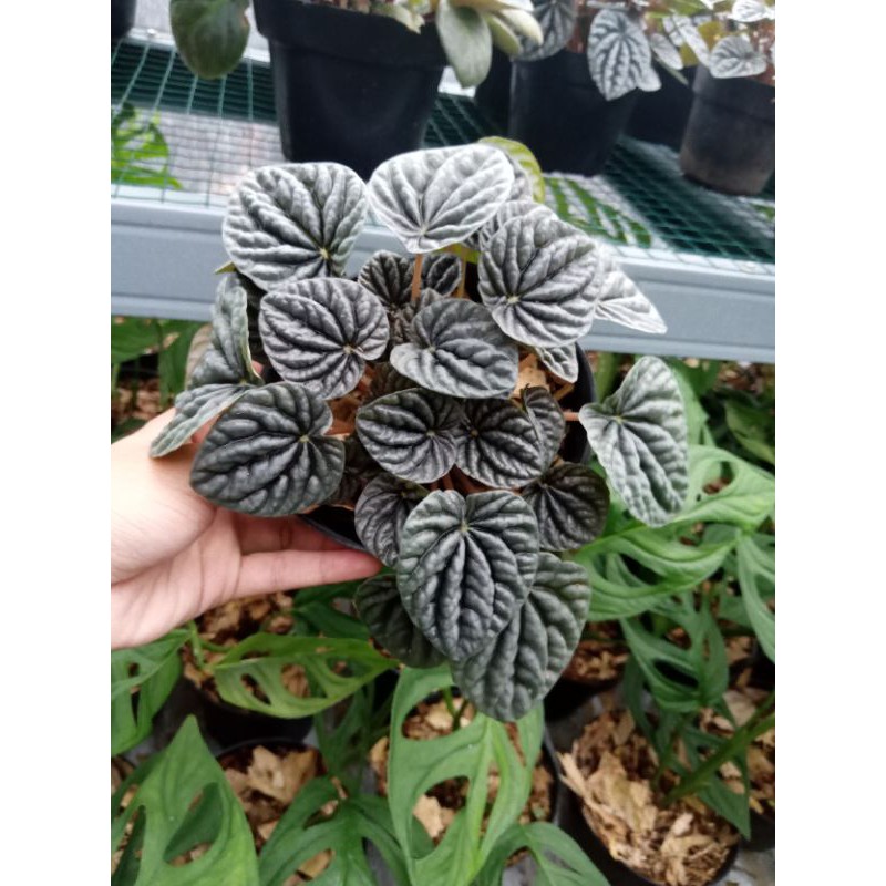 peperomia