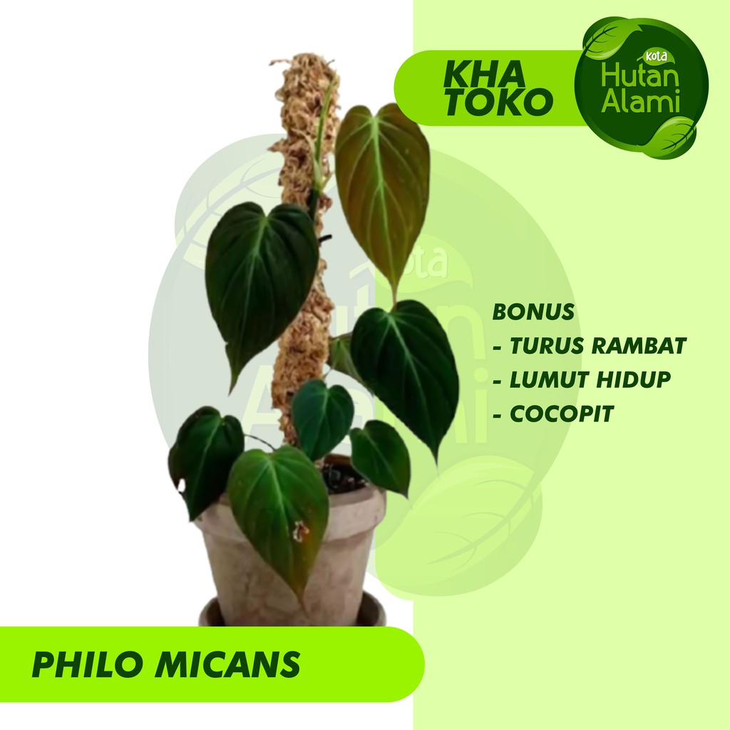 Philodendron Micans