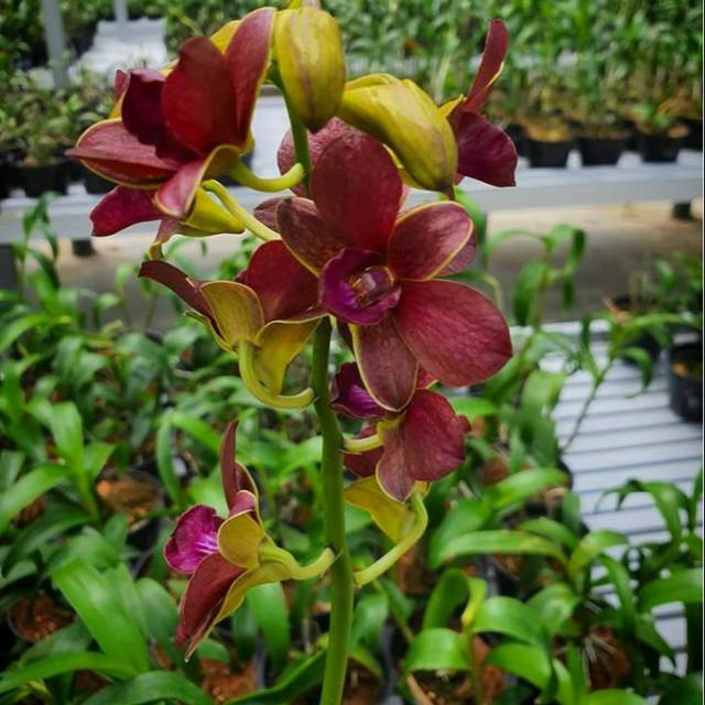 anggrek dendrobium sampran brown dewasa dp