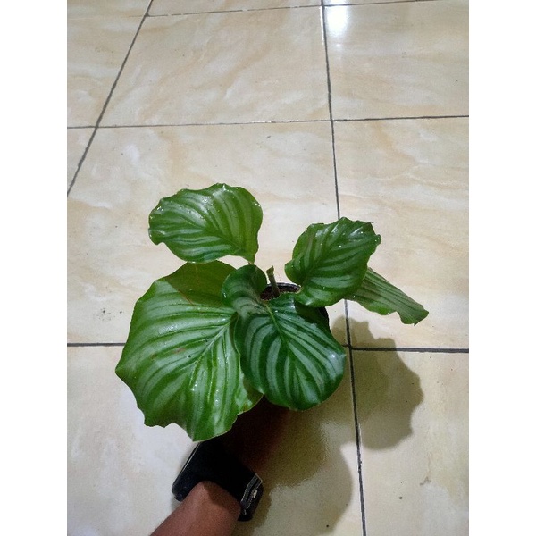 calathea orbi