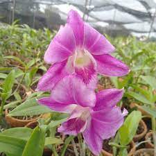 dendrobium pure splash remaja.
