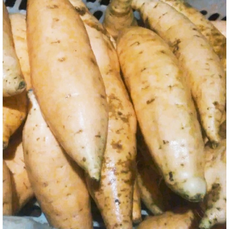ubi super cilembu