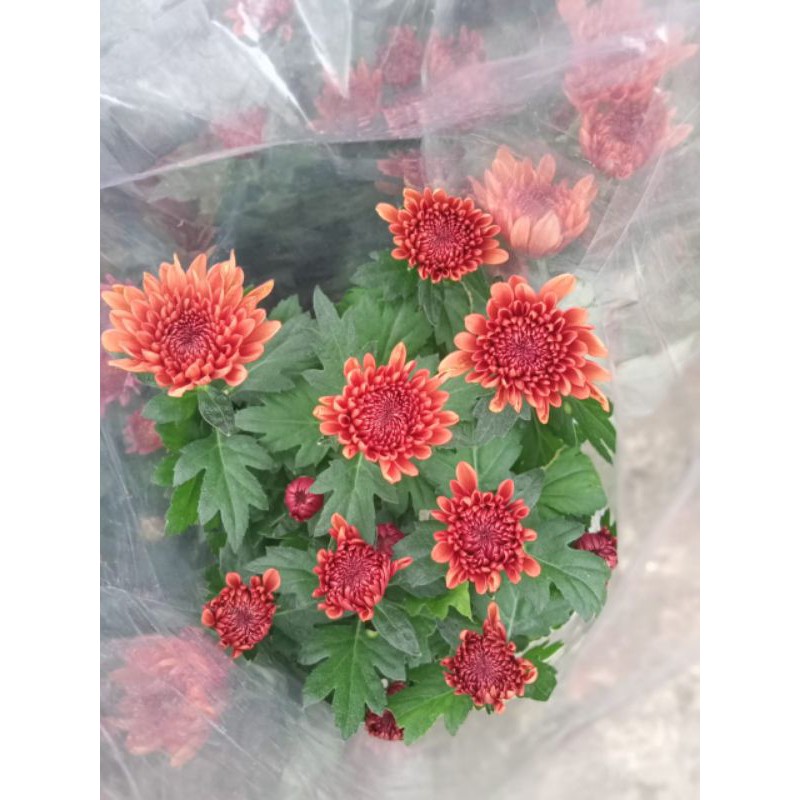 KRISAN ASTER POT