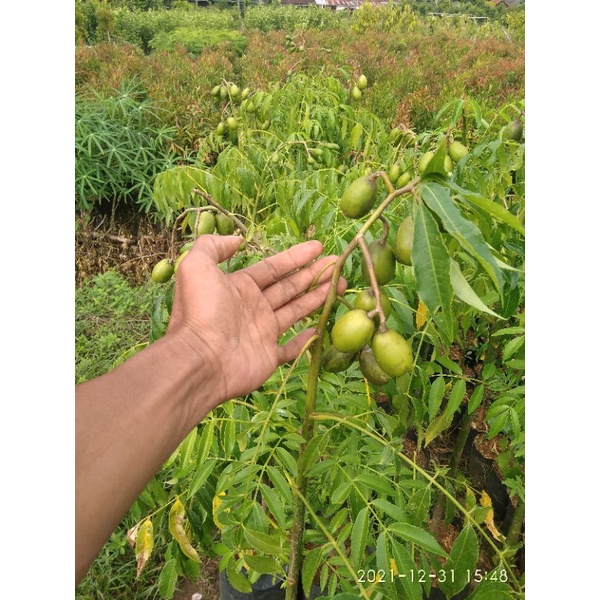 bibit kedondong mini murah meriah