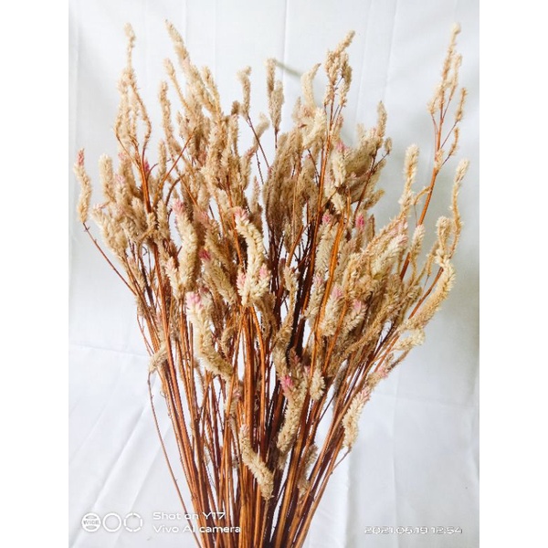 Celosia argentea /Boroco bunga kering