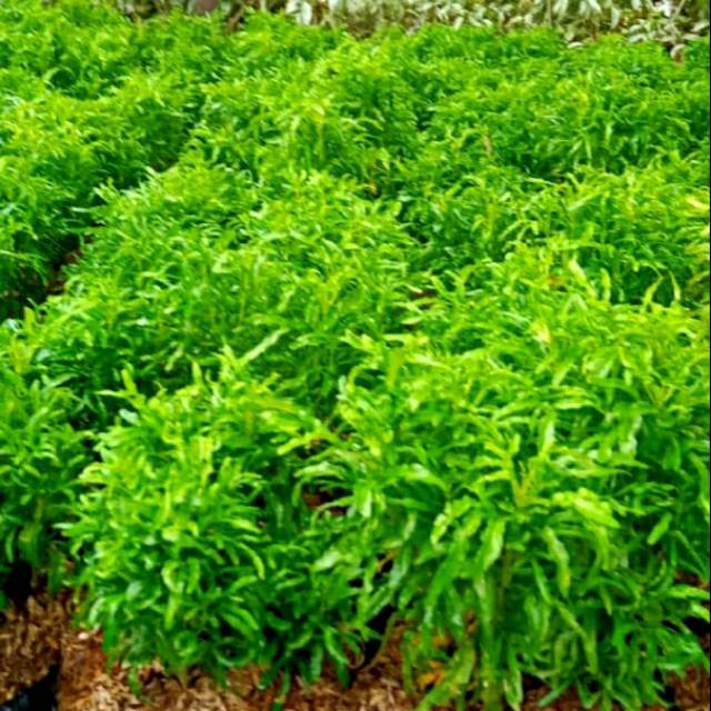 Bunga Brocolli