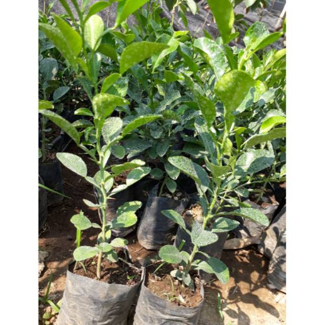 Bibit jeruk purut daun bumbu
