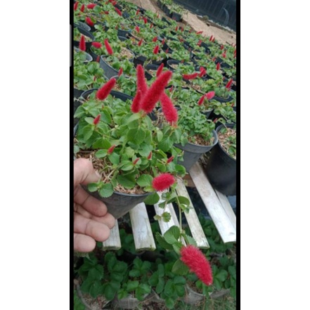 Tanaman Hias Acalypha