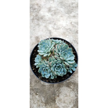minima cluster jumbo