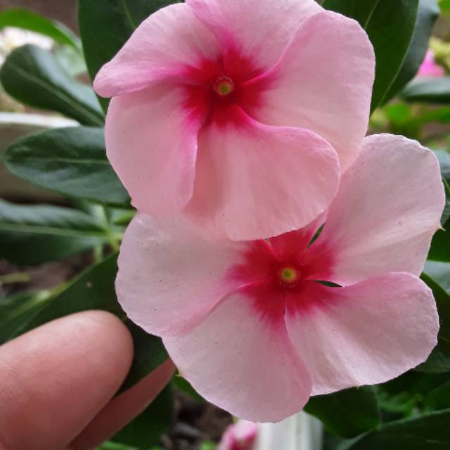 Biji vinca strawberry