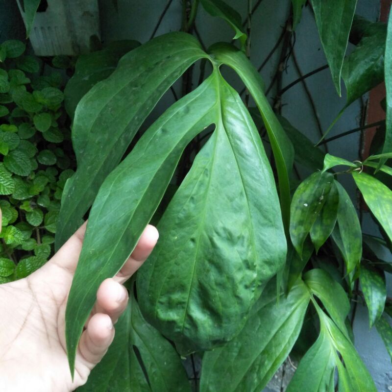 Bunga Sirih Jumbo berdaun robek