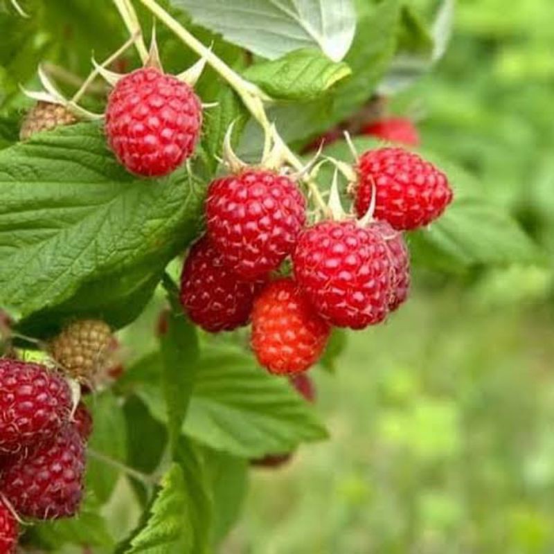 rasp berry