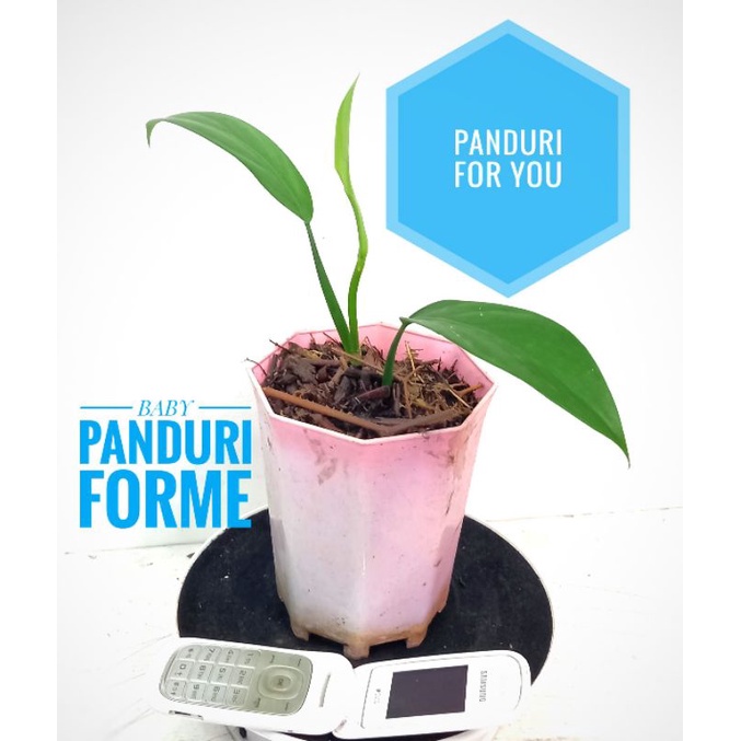 panduriforme | philodendron panduriforme