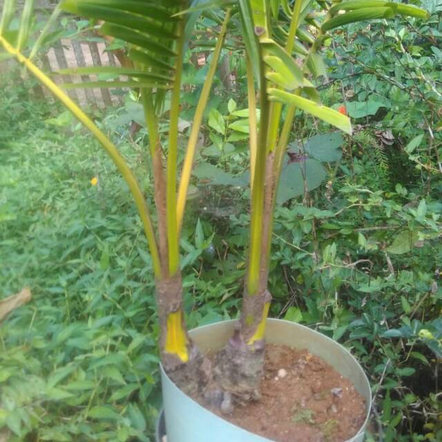 Kelapa kembar