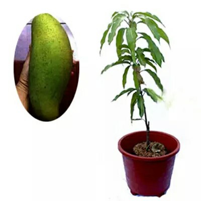 Bibit Mangga kiojay