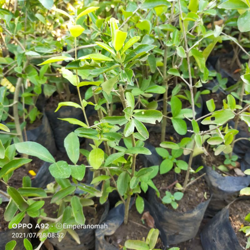 Bibit Buah Cherry Vietnam